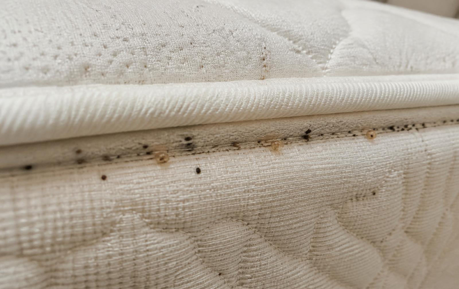 Illustrative reference image of dark spotting and cast skins along a mattress seam